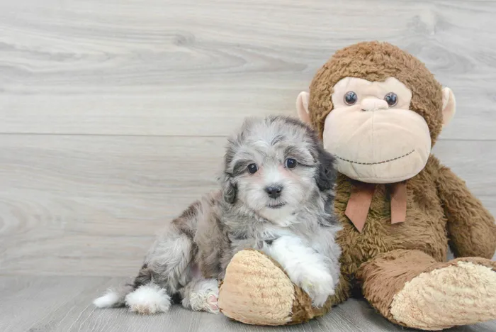 Female Hybrid puppy for sale at Pinogy Store.