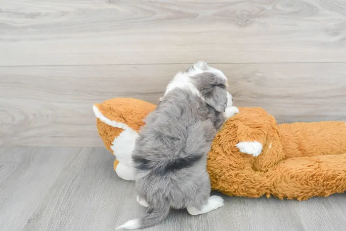 Male Hybrid puppy for sale at Pinogy Store.