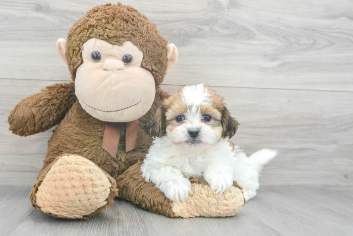 Female Teddy Bear puppy for sale at Pinogy Store.