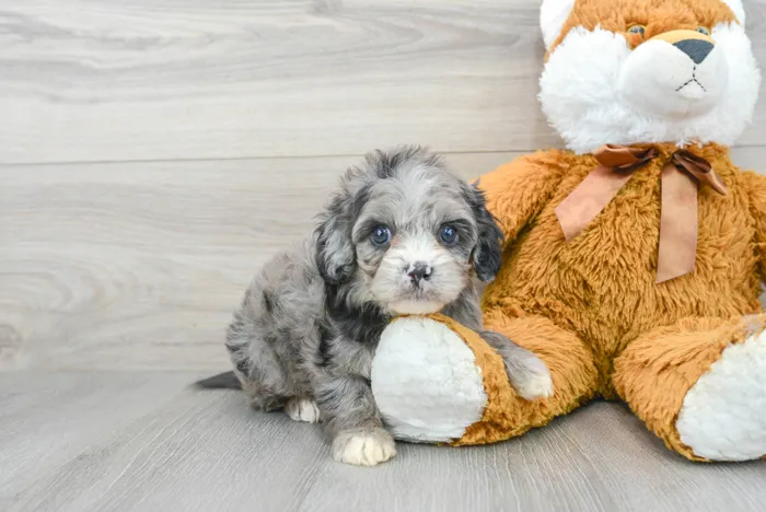 Male Cavapoo puppy for sale at Pinogy Store.