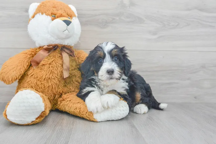 Female Mini Bernedoodle puppy for sale at Pinogy Store.
