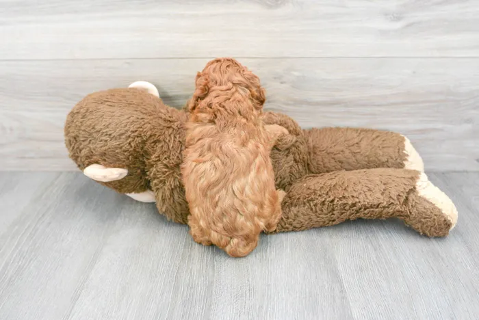 Male Cavapoo puppy for sale at Pinogy Store.