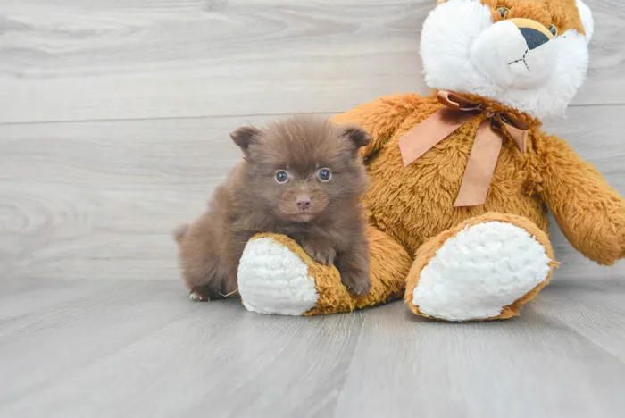 Female Pomeranian puppy for sale at Pinogy Store.