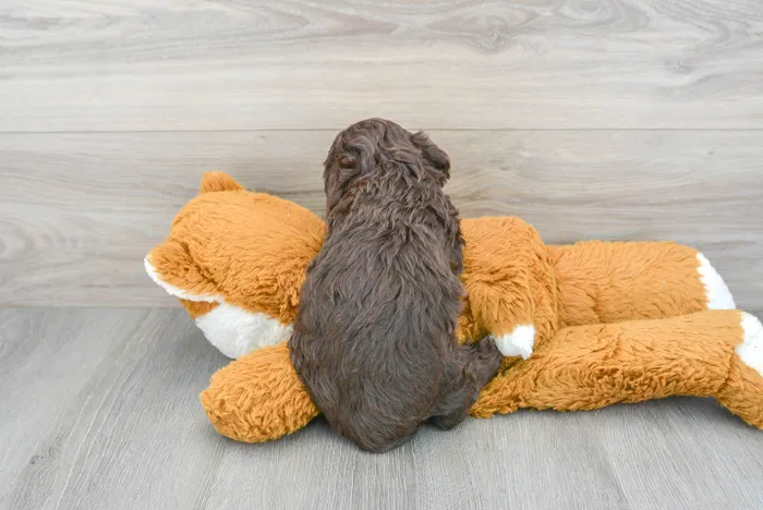 Male Cockapoo puppy for sale at Pinogy Store.