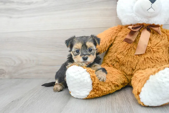 Female Morkie puppy for sale at Pinogy Store.