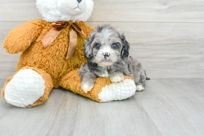 Male Cavapoo puppy for sale at Pinogy Store.
