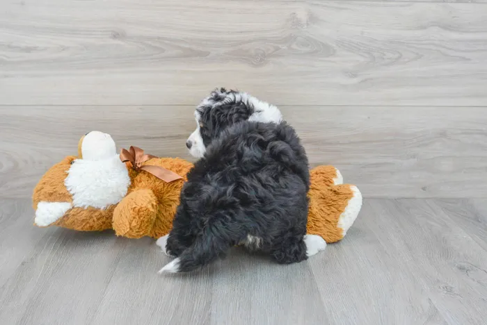 Female Mini Bernedoodle puppy named Cynthia for sale at Pinogy Store.