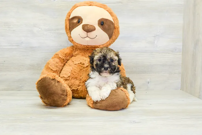 Male Havanese puppy for sale at Pinogy Store.