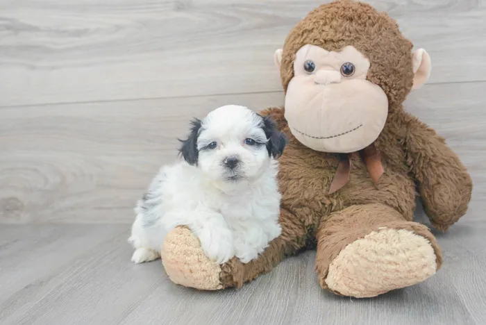 Male Teddy Bear puppy for sale at Pinogy Store.