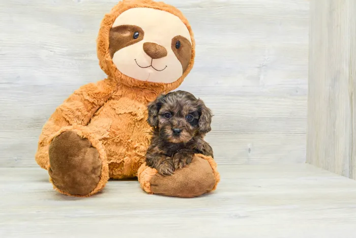 Female Cavapoo puppy for sale at Pinogy Store.