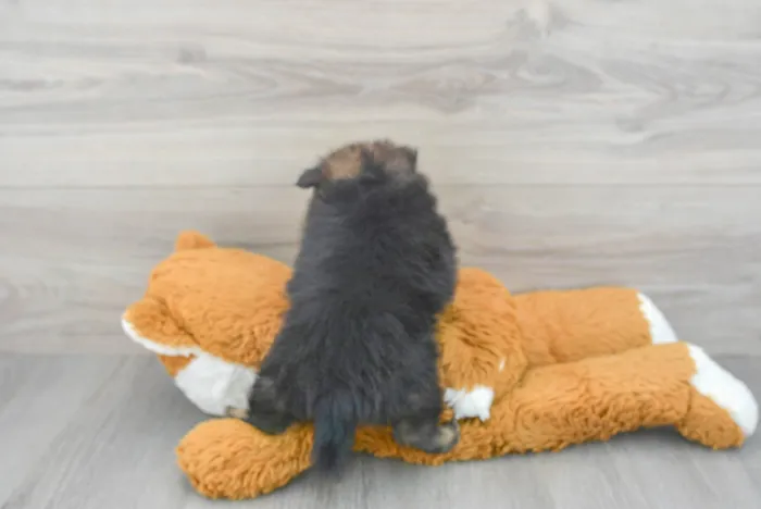 Female Pomeranian puppy for sale at Pinogy Store.