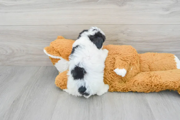Female Cavachon puppy for sale at Pinogy Store.