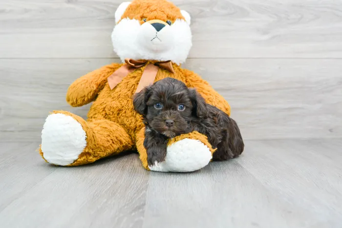 Female Havapoo puppy for sale at Pinogy Store.