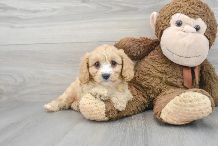 Female Cavapoo puppy for sale at Pinogy Store.