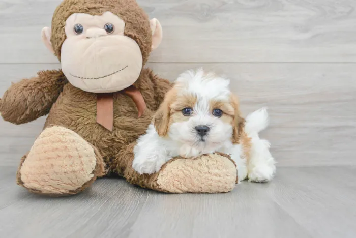 Male Teddy Bear puppy for sale at Pinogy Store.