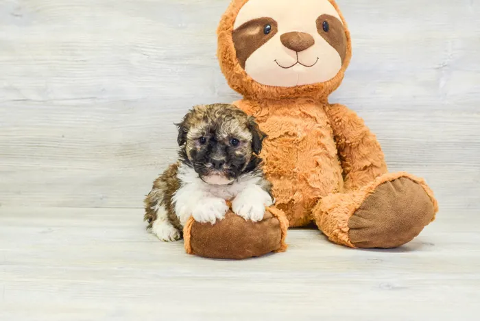 Male Havanese puppy for sale at Pinogy Store.