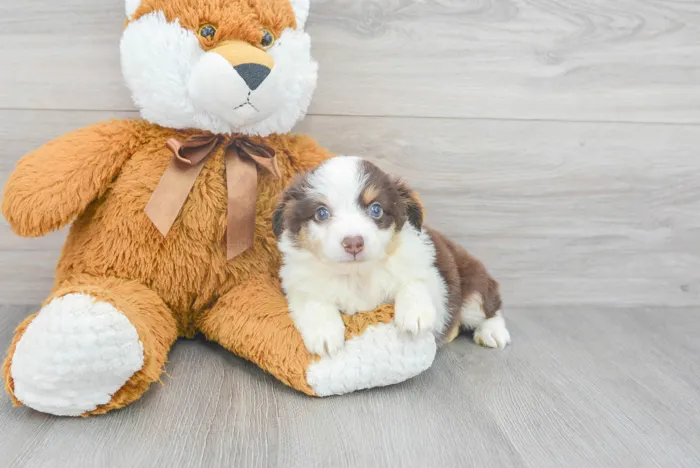 Female Mini Aussie puppy for sale at Pinogy Store.