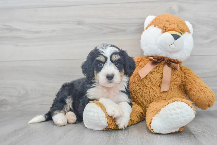Female Mini Bernedoodle puppy for sale at Pinogy Store.