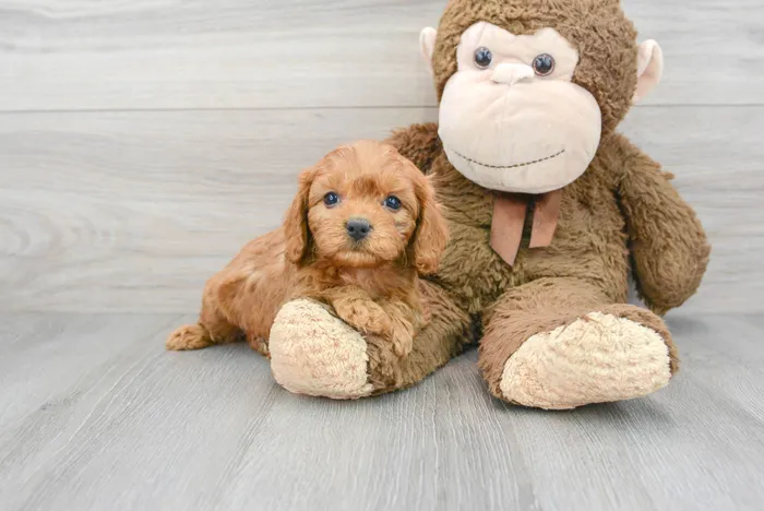 Female Cavapoo puppy for sale at Pinogy Store.