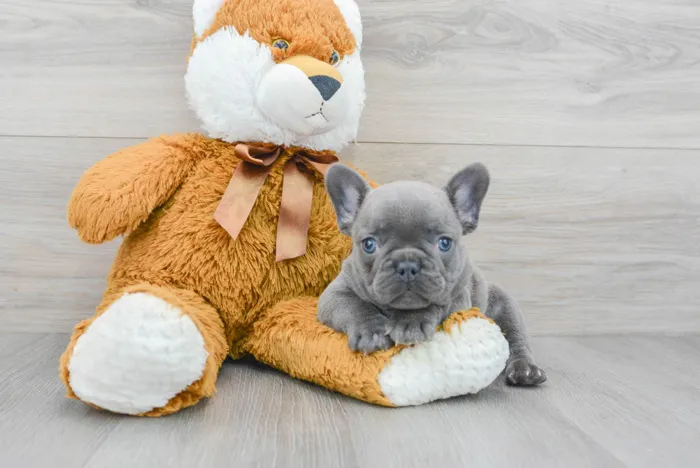 Male French Bulldog puppy for sale at Pinogy Store.
