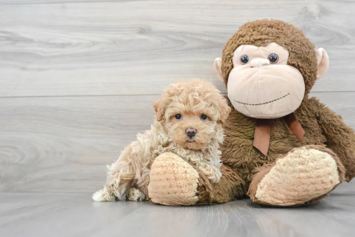 Female Maltipoo puppy for sale at Pinogy Store.