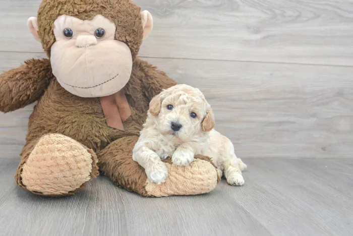 Male Bichon-Poodle puppy named Bradley for sale at Pinogy Store.