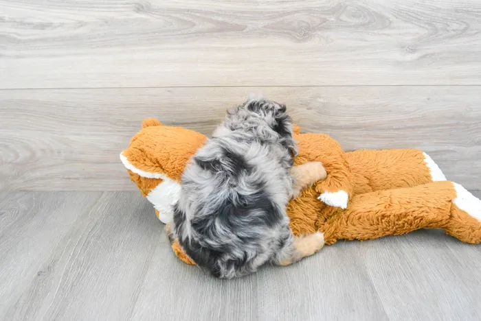 Male Mini Aussiedoodle puppy for sale at Pinogy Store.