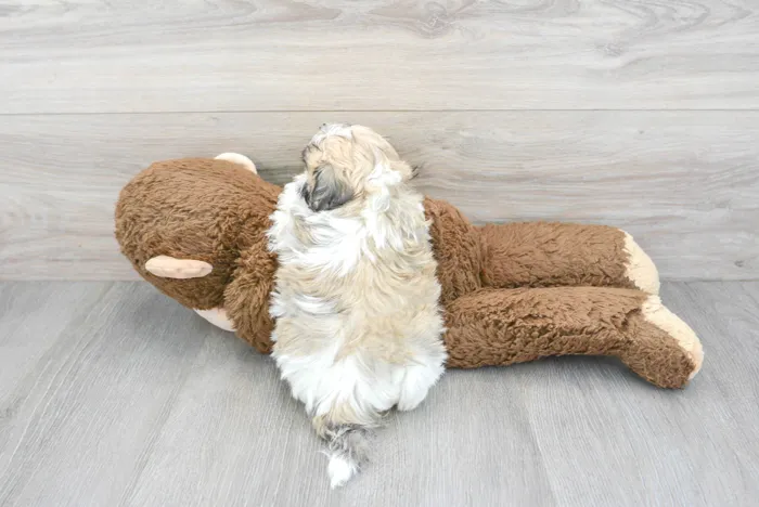 Male Teddy Bear puppy for sale at Pinogy Store.