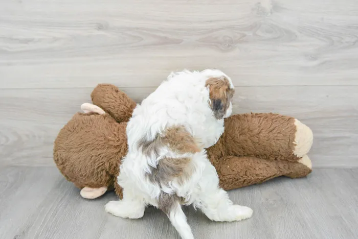 Female Cavapoo puppy for sale at Pinogy Store.