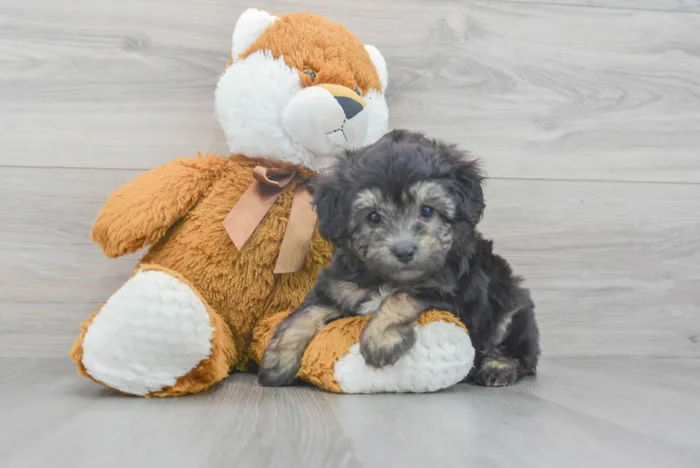 Female Mini Aussiedoodle puppy for sale at Pinogy Store.