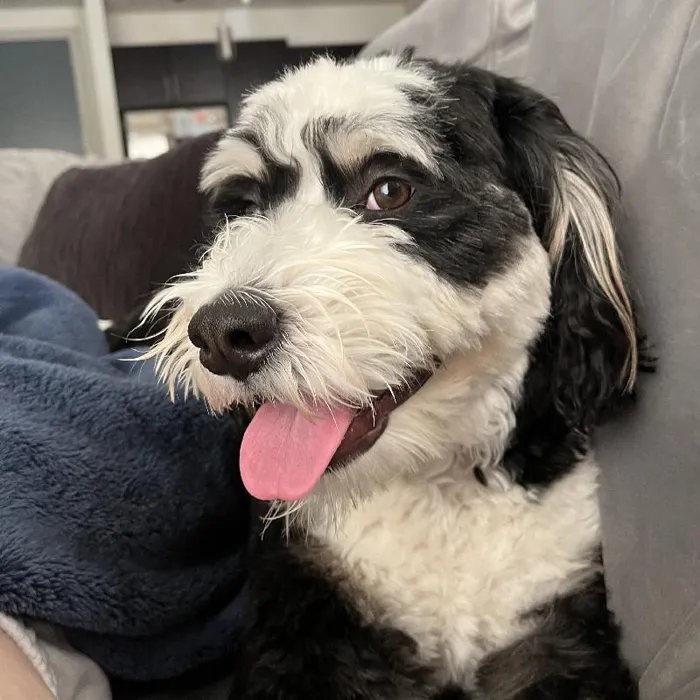 Female Mini Bernedoodle puppy named Pamela for sale at Pinogy Store.