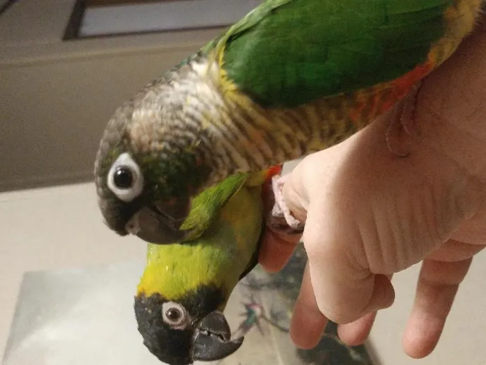 Unknown Conure bird for sale at Pinogy Store.