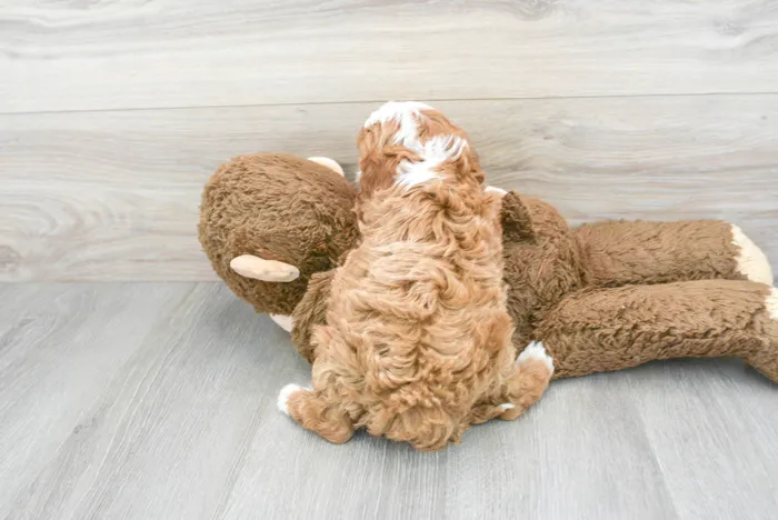 Male Cavapoo puppy for sale at Pinogy Store.