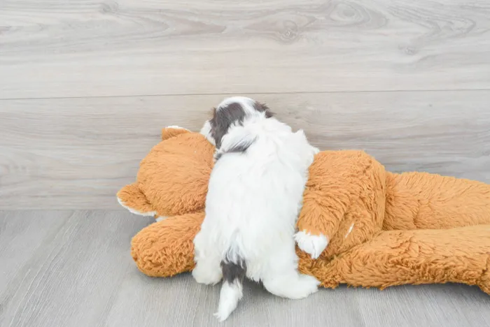 Female Havanese puppy for sale at Pinogy Store.