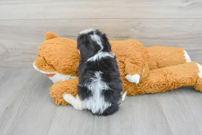 Male Cavachon puppy for sale at Pinogy Store.