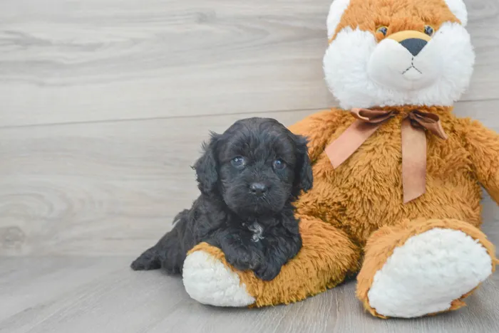 Male Cavapoo puppy for sale at Pinogy Store.