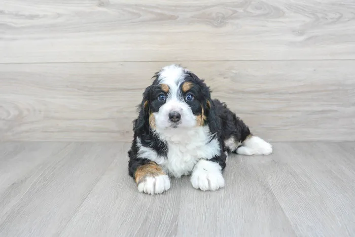 Female Mini Bernedoodle puppy for sale at Pinogy Store.