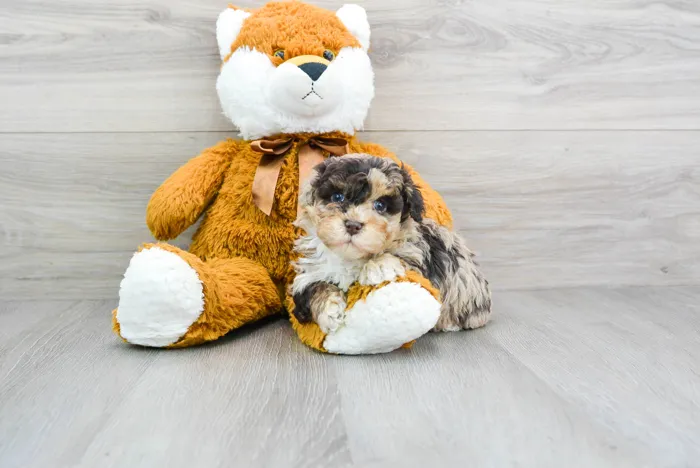 Male Havapoo puppy for sale at Pinogy Store.