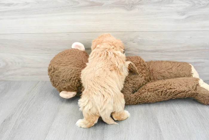Male Maltipoo puppy for sale at Pinogy Store.