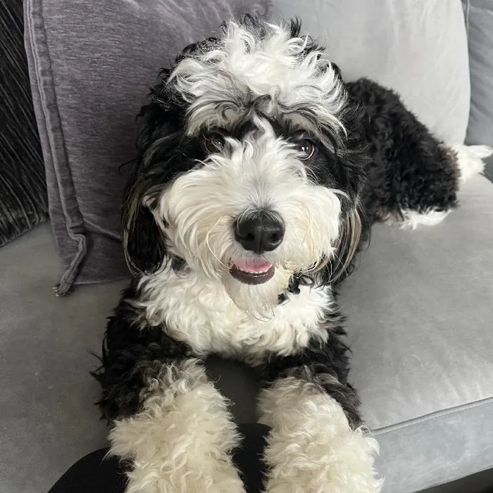 Female Mini Bernedoodle puppy named Pamela for sale at Pinogy Store.