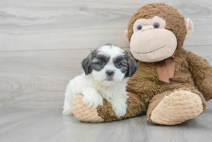Female Teddy Bear puppy for sale at Pinogy Store.