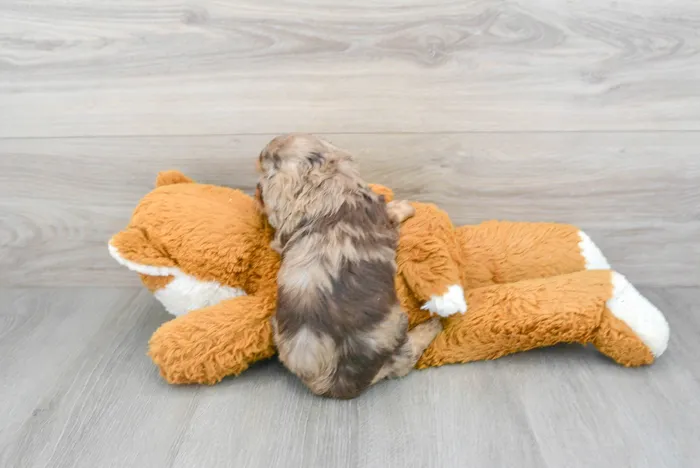 Female Cavapoo puppy for sale at Pinogy Store.
