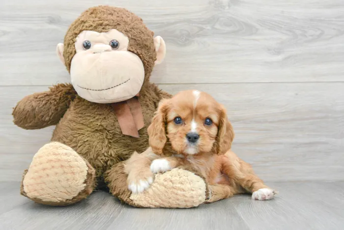 Male Cavalier King Charles Spaniel puppy for sale at Pinogy Store.