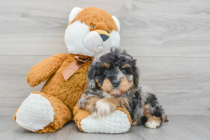 Male Mini Aussiedoodle puppy for sale at Pinogy Store.