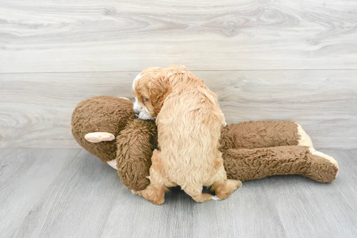 Male Cockapoo puppy for sale at Pinogy Store.