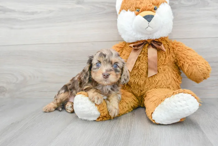 Female Cavapoo puppy for sale at Pinogy Store.