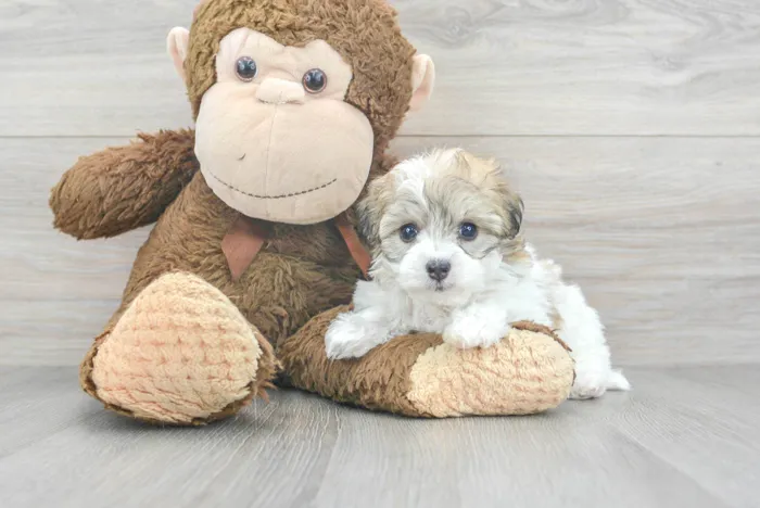 Female Hava-Chon puppy for sale at Pinogy Store.