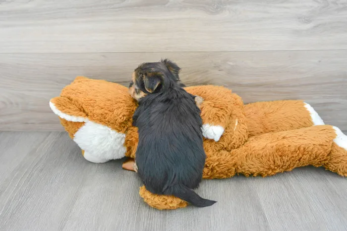 Female Morkie puppy for sale at Pinogy Store.
