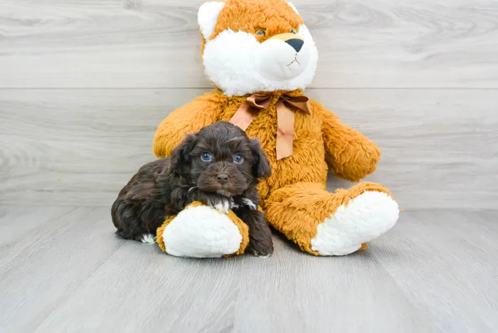 Female Havapoo puppy for sale at Pinogy Store.