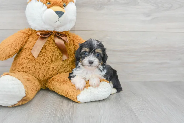 Male Mini Aussiedoodle puppy for sale at Pinogy Store.